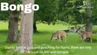 Meet the Bongo | Antelope | Ungulate | Africa Nature