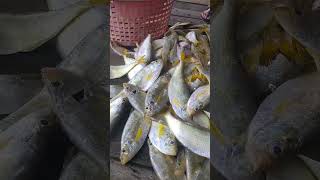 ikan sisik kuning #shorts