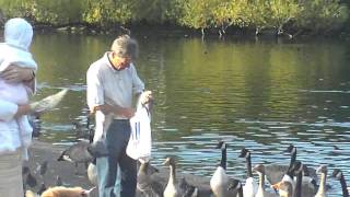 Man feeds pigeon in Regent's Park I HD