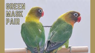 Green Mask Birds ll African Love Birds ll Love Birds ll Pet Birds ll Chirpkart ll @Coimbatore