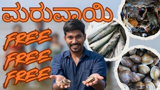 ಮರುವಾಯಿ ಹಿಡಿಯುವುದು | ಕಪ್ಪೆ ಚಿಪ್ಪು| Marvai Catching | Mangalorean Seafood Catching | Kappechippu | 4K