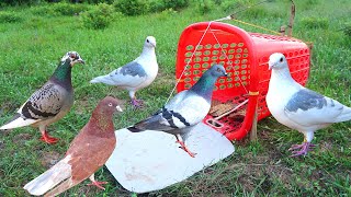 The First Unique Simple Bird Trap Technology Make From Basket That Work 100%