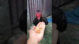 powerful feed for rooster