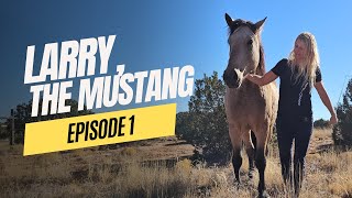 Larry, the mustang (Episode 1) When Horses Choose in New Mexico USA