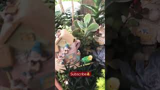 Succulent Arrangement | 多肉植物寄せ植え #succulentlover