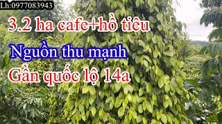 Bán 3.2 ha cafe +hồ tiêu nguồn thu mạnh đất bám mặt đường lớn cách quốc lộ 14a 3 km