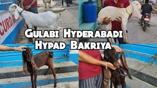 Hyderabadi Gulabi Bakriya| Hypad Bakri | Jahangirabad Bandlaguda | Hyderabad