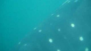 Swimming with a whaleshark in Donsol, Philippines