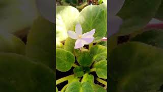 African violet #africanviolets #plants #flowers