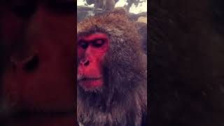 Monkey is Relaxing in Onsen | Nagano, Japan 🗾 #viral #trend #monkey #nagano #japan #onsen #wildlife