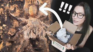 Tarantula with RARE MUTATION is *BOTH MALE & FEMALE!* UNBOXING! - Gynandromorphism