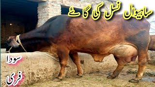 Sahiwal cow|top class cow|Pakistan biggest cow|sahiwal cow mandi|Pakistan number one cow milking top