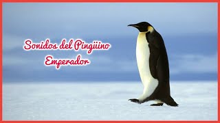 SONIDOS del PINGÜINO EMPERADOR (50 minutos) 🐧👑🎶🔊