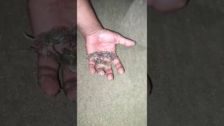 crab 🦀 catching ninja technique,🐠 🙄🔥🙏,#shorts ,#short ,#Viral ,#fish,#fishing