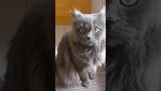 Most Adorable Cat In The World #viral #trending #animals #shorts