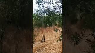 Male Lion Gives Leopard the Fright of its Life#animals #lion #wildlife #fyp #bestvideo