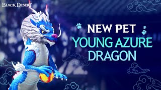 New Pet! Young Azure Dragon! | Black Desert