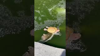 Update time. Red ear slider turtle doing the Superman in the sun.￼