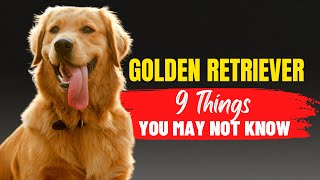 9 Things To Keep In Mind Before Adopting A Golden Retrievers | Dogs Genesis | @DogsGenesis