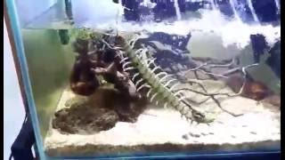 Amphibious centipede swims and dives