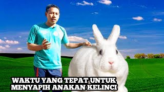 Saat Yang Tepat Untuk Menyapih Anakan Kelinci || Vlog Kang Dul