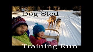 Inuit Dog Training Run, 1st day back on the sled!