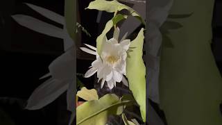 (ब्रह्मकमल)Brahma Kamal Flower 🌹| Shivji ka Favourite flower Brahma Kamal #shorts #brahmakamal