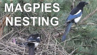 Magpie nest - two chicks, feeding...