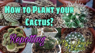 How to plant your Cactus | From Benguet | Loam Soil And Rice Hull |  Easy way