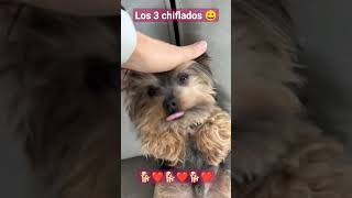 Lo 3 chifladitos 😂❤️  #amigopet #yorkie #yorkshireterrier #amigos #shortvideo #video #videos #dogs