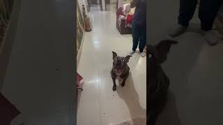 Desperation wala Hello😂😂|Haddi k badle haath😂 #trending #dog #funnydogvideos