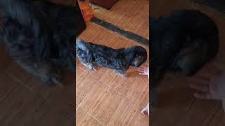 DOG TRICKS with cute baby girl #poodlepuppy #shitzu #dogtricks #trendingvideo