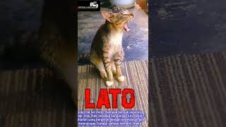 LATO- LATO FILOSOFI #shorts #kucing #kucinglucu #kucingimut #kucingkampung #cats #istanalokajaya