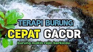 SUARA AIR TERJUN, Burung Makin Rajin Berkicau, Terapi Burung Cepat Gacor