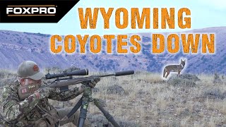 Ruger American Gen. II vs. Big Wyoming Coyotes