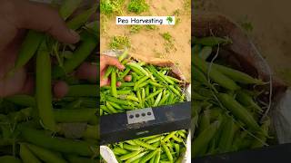 Harvesting Green Peas ☘️ #agriculture #fruit #plants