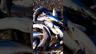 mucha pescadilla en Bahía san blas viento sur...en la Bahía!!!!pronto subo el video no te lo pierdas