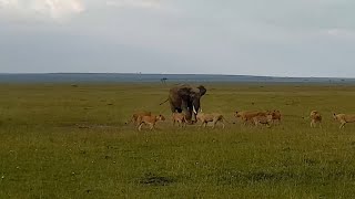 Elephant mother chases lion pride to mourn her calf (pt 2)