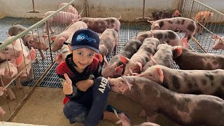 @granjasantoinacio7649 Arthur na Granja🐷