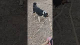 My helper is cuter than yours. #farmlife #dog #farmdogs #dogbreed #englishshepherd