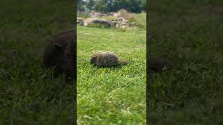 Splendid little creature #adorable #baby #wildlife #groundhog #specimens #creature #trending