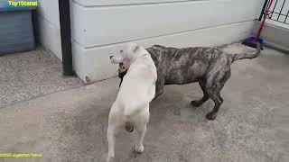 ¿puede el poderoso Presa canario Derrotar a un Gran Dogo Argentino?