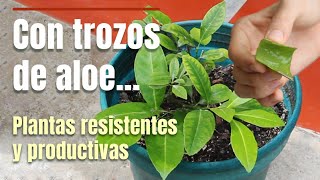 Mejora de suelo y plantas con trozos de aloe vera como abono