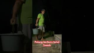 Pulang berburu belut sawah #part27 #kawanlaladog #belut #sawah #vlog #alam #sibolang #shortvideo