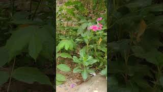 Cat Kitten Palying In Garden Flower #cat #kitten #playing #garden #flower #kittenvideos #shortsfeed