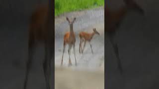 Mama & baby deer🦌#deer  #wildlife #wildanimals #naturelovers #animallover #