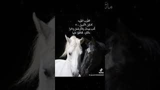 القلوب الطيبه كاالخيل #اكسبلور #لايك