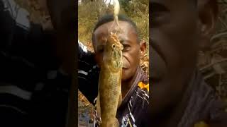 #pesca de traira com lambari