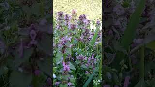 PURPLE DEAD NETTLE #herbs #herbal #wildflowers #wildherbs #lifehacks #lifetricks #cute