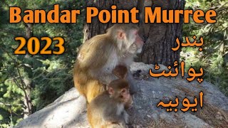 Bandar Point Murree | Monkey Videos Nathia Galli | Very Funny Monkeys in Ayubia | 2023